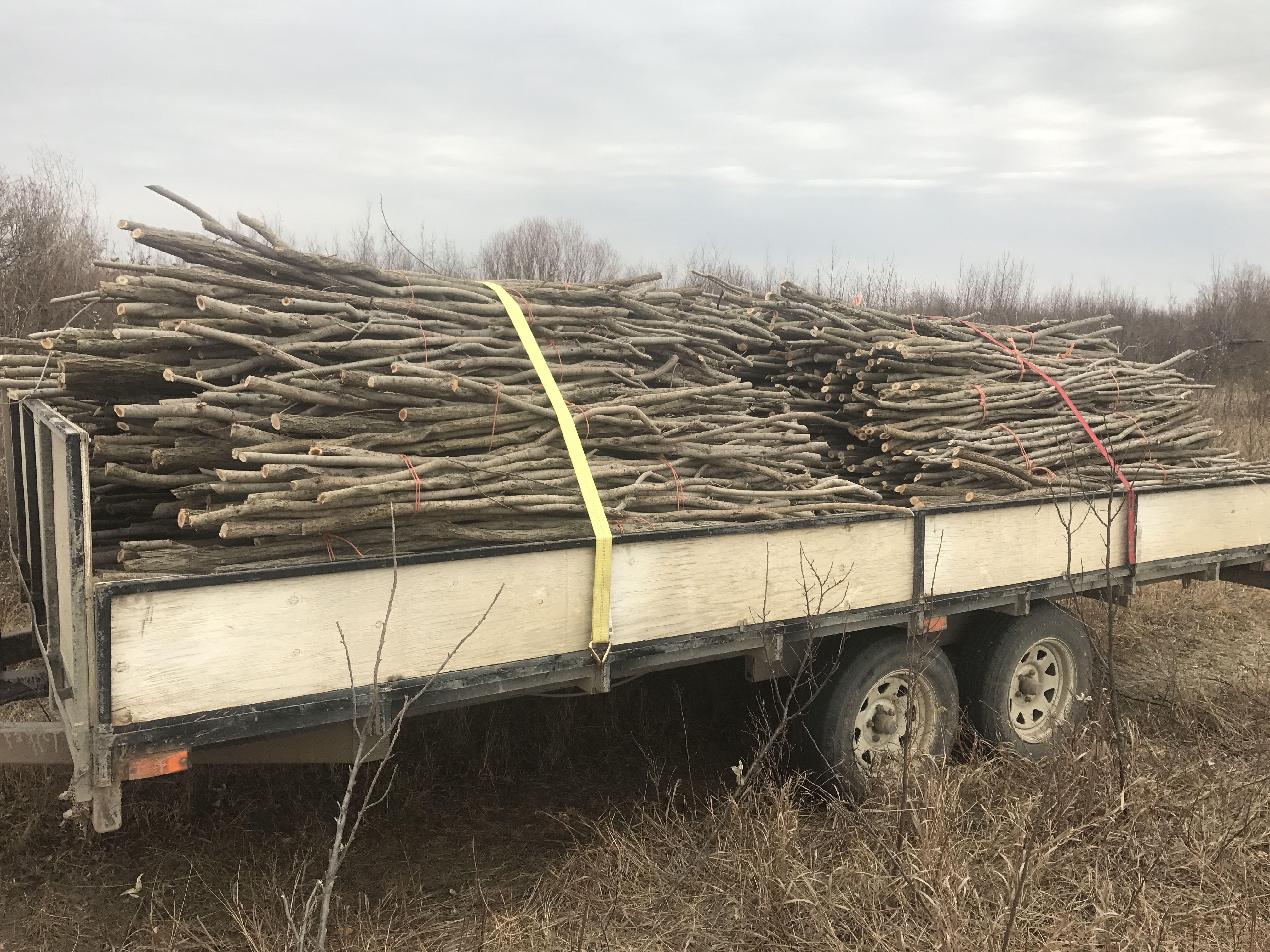 Live willow cuttings, Live Willow Stakes  loaded for shipment