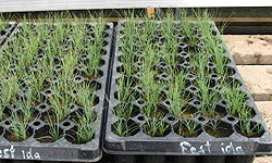 Trays of grass plugs grown at Eastern Slopes Rangeland Seeds